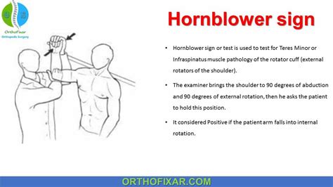 shoulder muscle tear test|positive hornblower's sign.